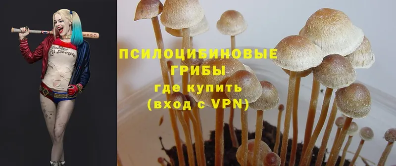 Галлюциногенные грибы Psilocybine cubensis  Азов 