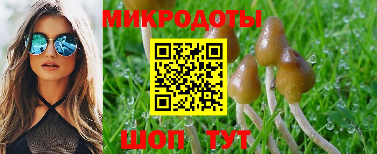 Галлюциногенные грибы Psilocybe Азов